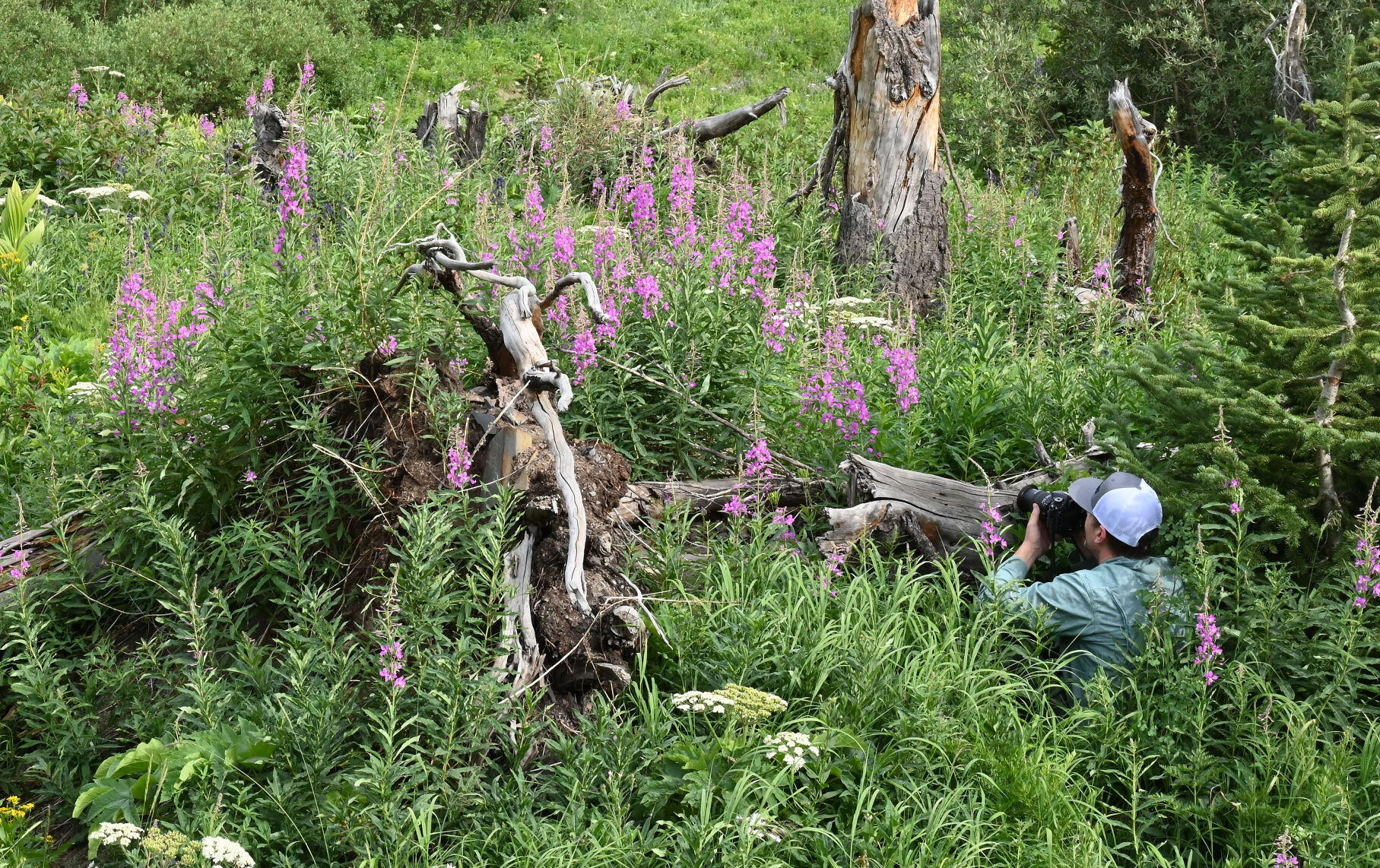 072420-news-wildflowers 02.JPG
